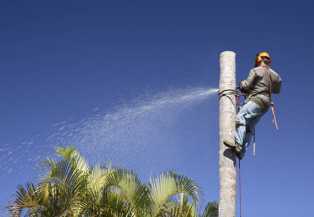 Best Tree Preservation Services  in Corrigan, TX