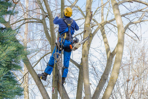 Best Emergency Tree Removal  in Corrigan, TX