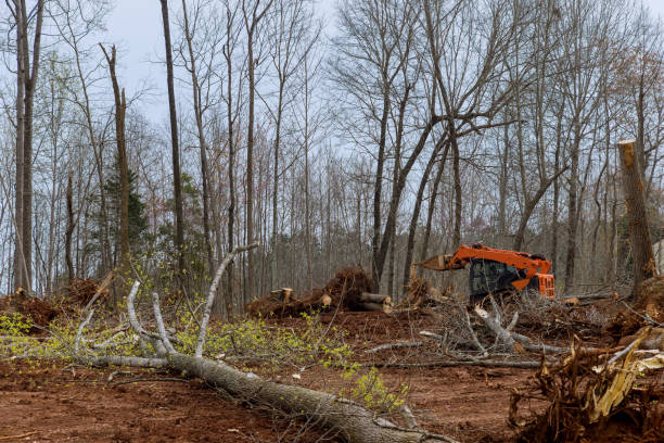 Reliable Corrigan, TX Tree Care Solutions