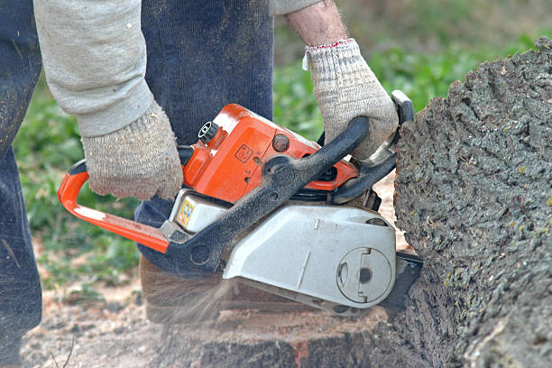 Best Tree Cabling and Bracing  in Corrigan, TX